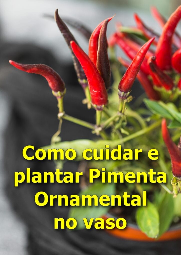 Como cuidar e plantar Pimenta Ornamental no vaso
