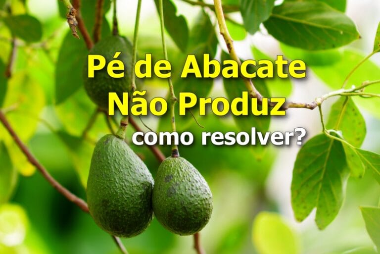 Pé de Abacate Não Produz: como resolver?
