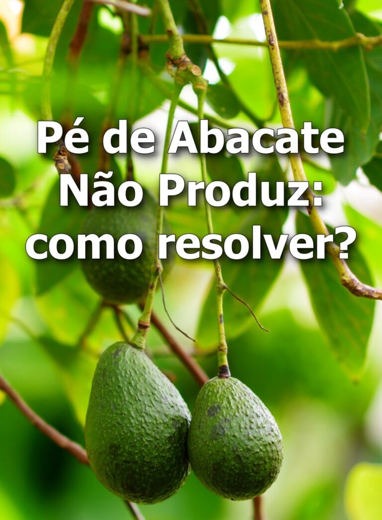 Pé de Abacate Não Produz: como resolver?