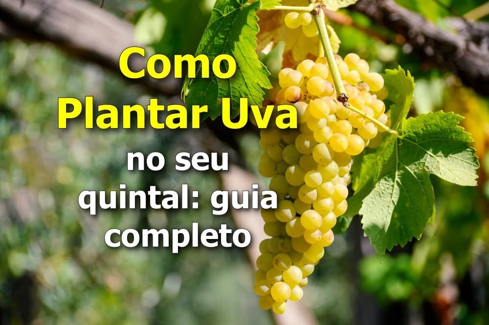 Como Plantar Uva no seu quintal: guia completo