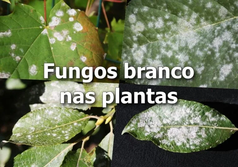 Fungo Branco nas Plantas