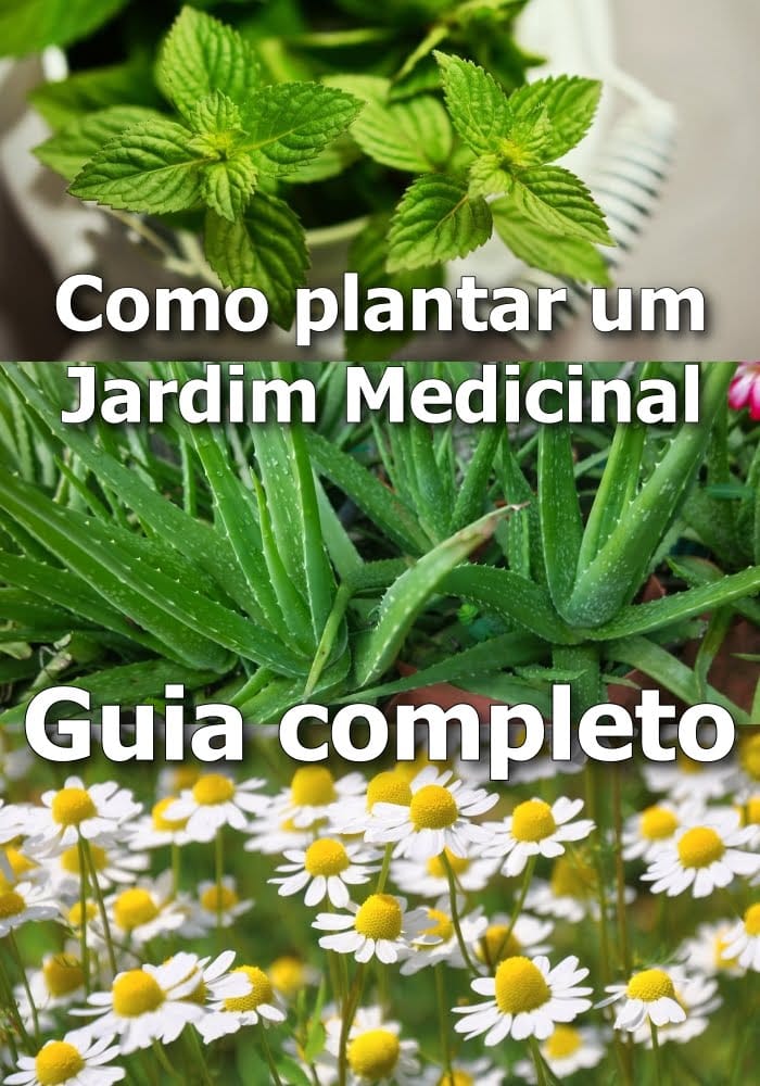 Como plantar um Jardim Medicinal: guia completo