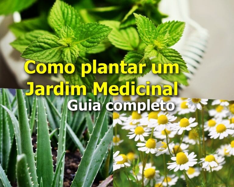 Como plantar um Jardim Medicinal: guia completo