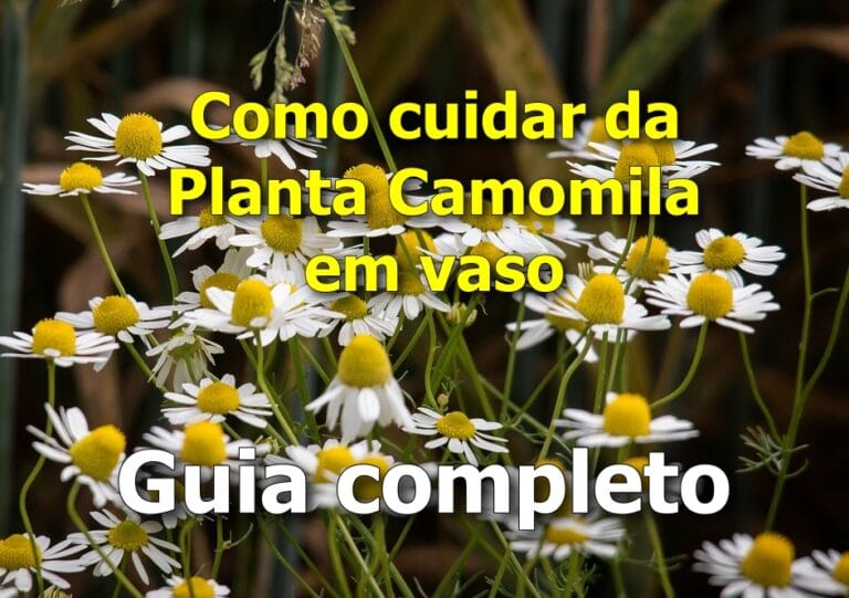 Como cuidar da Planta Camomila em vaso