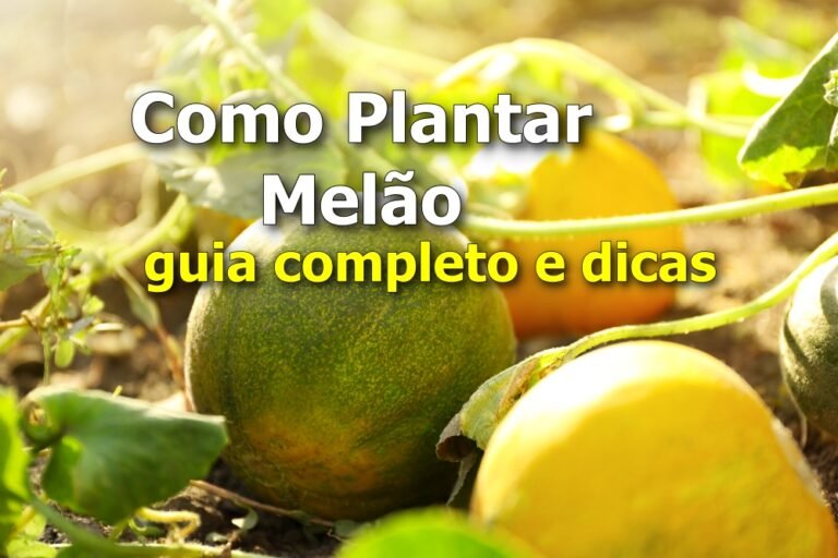 Como plantar melão