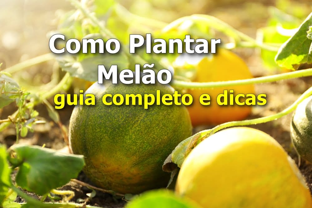 Como Plantar Melão: guia completo e dicas