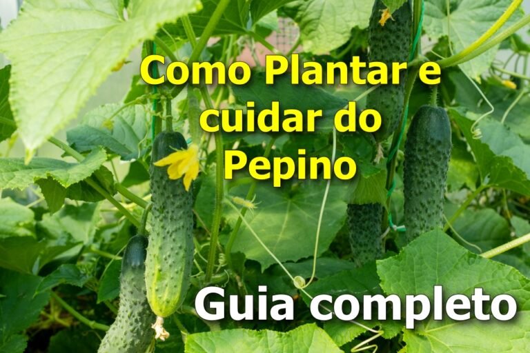 Como Plantar e cuidar do Pepino: guia completo