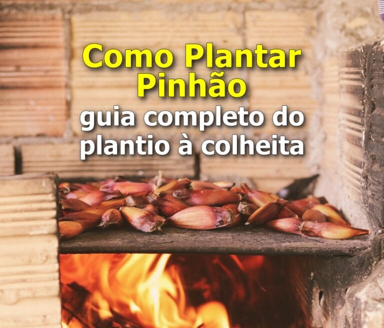 Como plantar pinhão