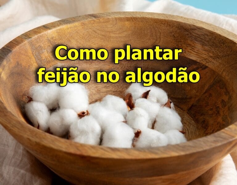 Como Plantar Feijão no Algodão