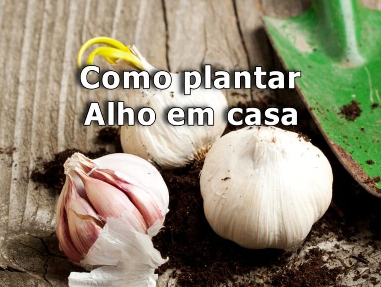 Como Plantar Alho: guia completo e dicas essenciais