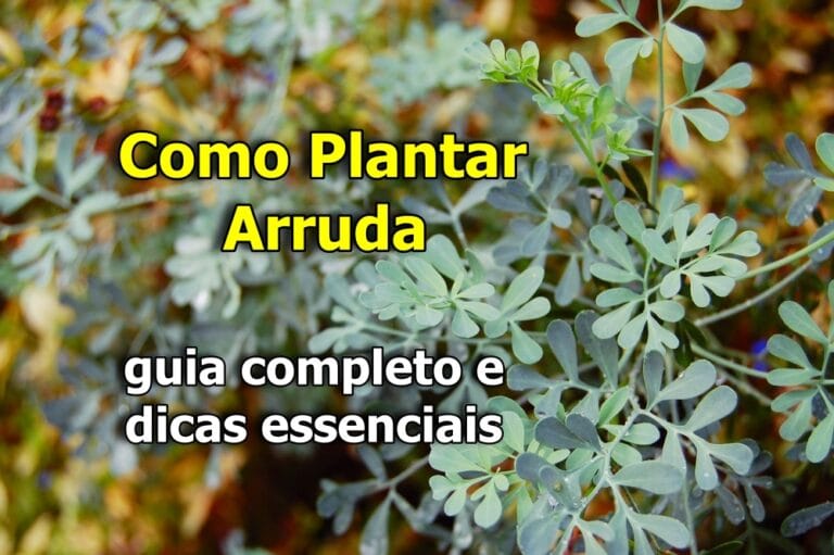 Como plantar arruda