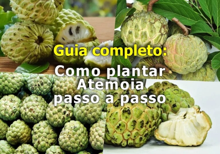 Como Plantar Atemoia: guia completo e passo a passo