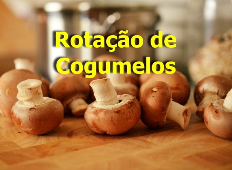 Rotação de cogumelos