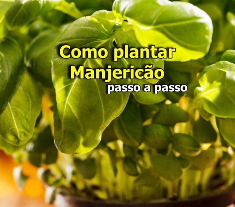 Como plantar manjericão