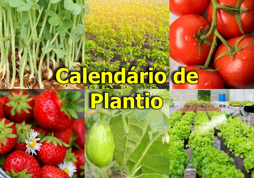 Calendário de Plantio