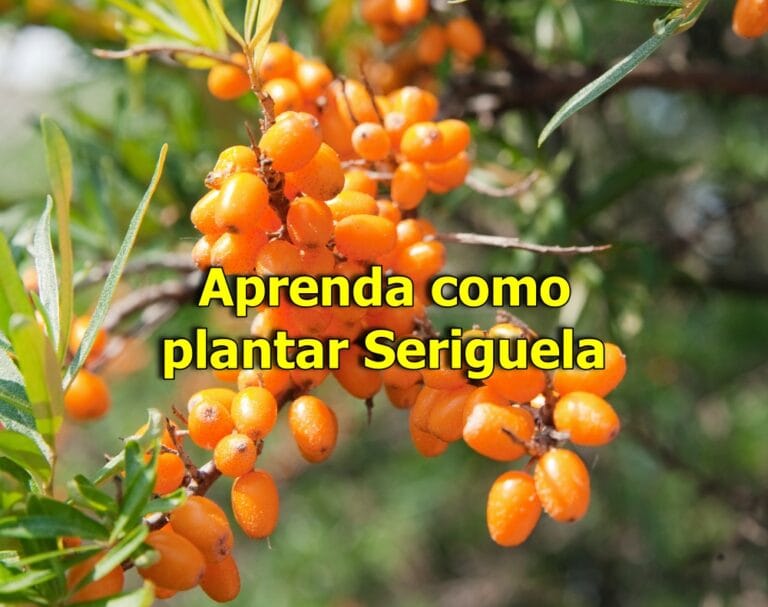 Como Plantar Seriguela passo a passo
