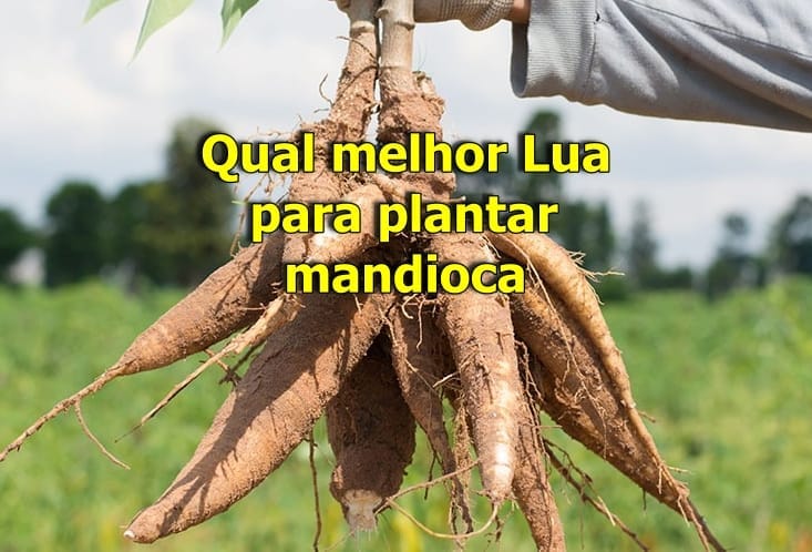 Lua boa para plantar mandioca