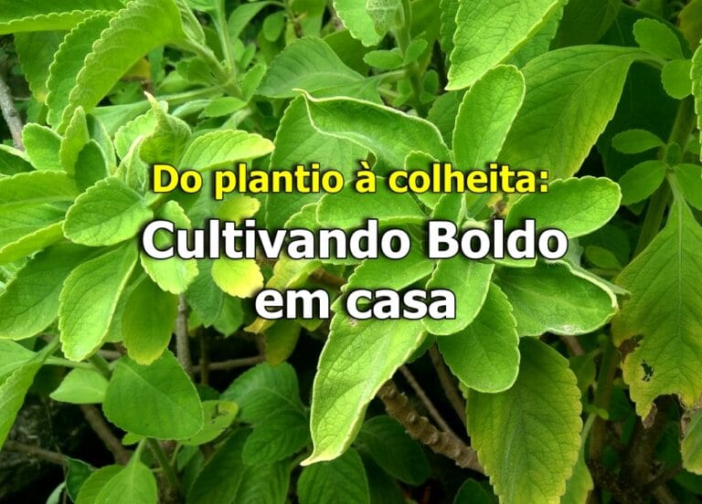 Como plantar boldo