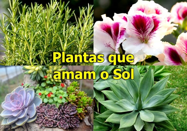 Plantas que gostam de Sol e fáceis de cuidar