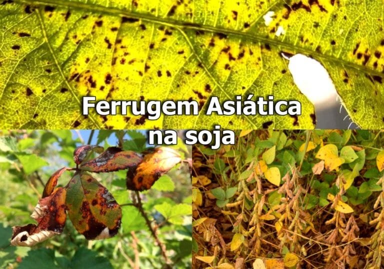 Ferrugem asiática na soja