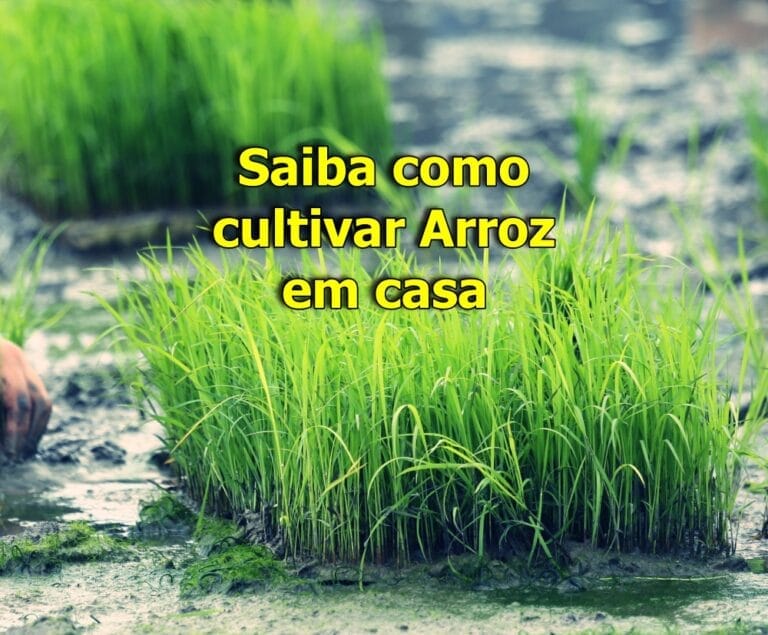 Como plantar arroz em casa