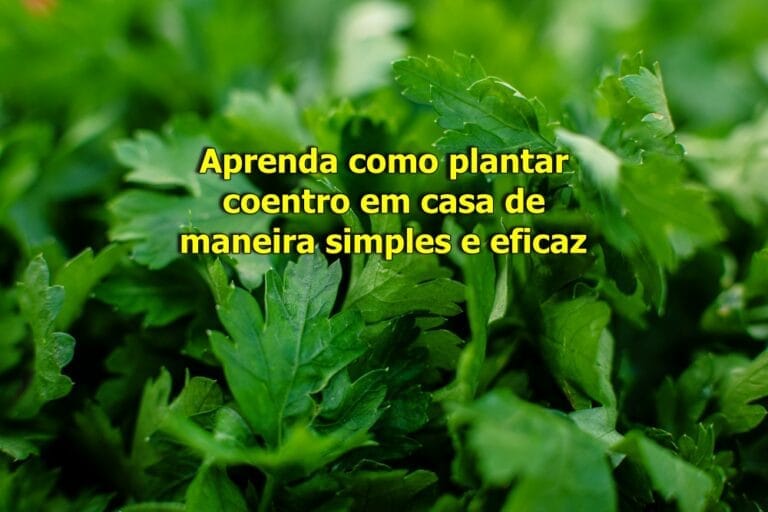 Como plantar coentro em casa