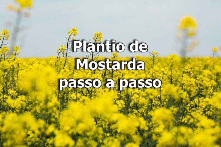 Como plantar mostarda