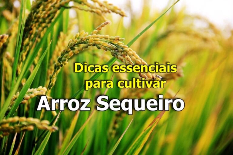 Como plantar arroz sequeiro