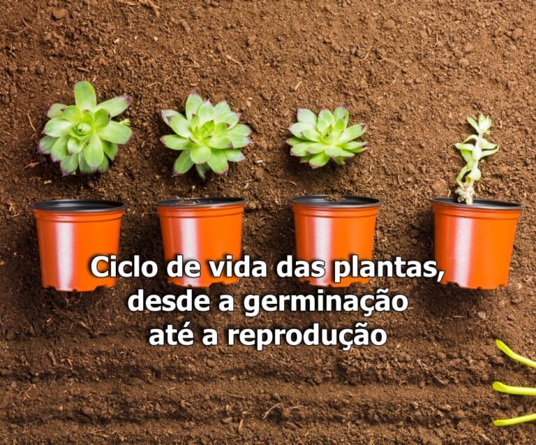 Ciclo de Vida das Plantas: as quatro fases essenciais