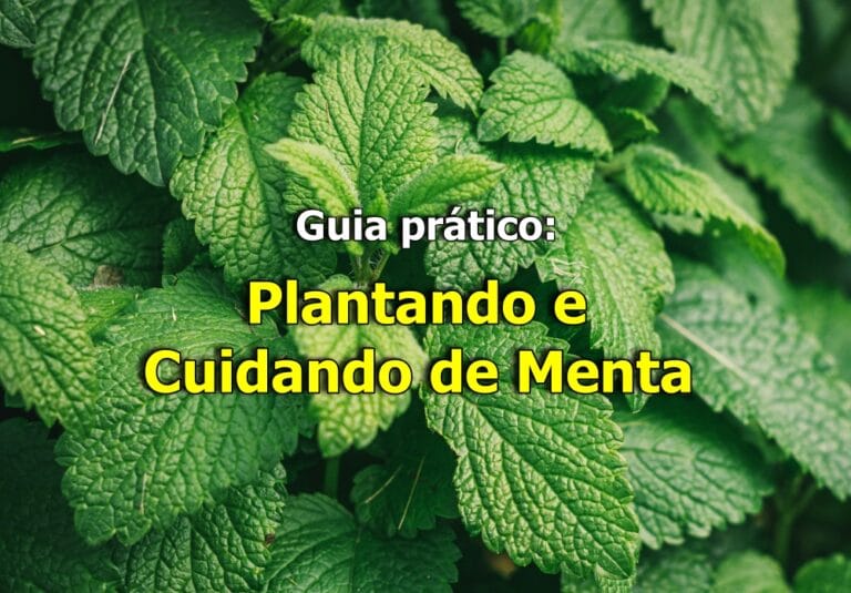 Como plantar menta em casa
