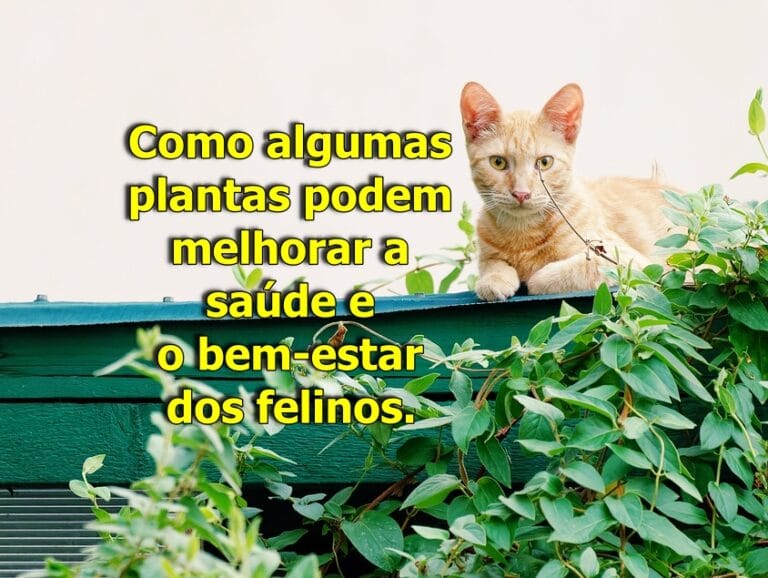 Benefícios das Plantas para Gatos: Como algumas plantas podem melhorar a saúde e o bem-estar dos felinos