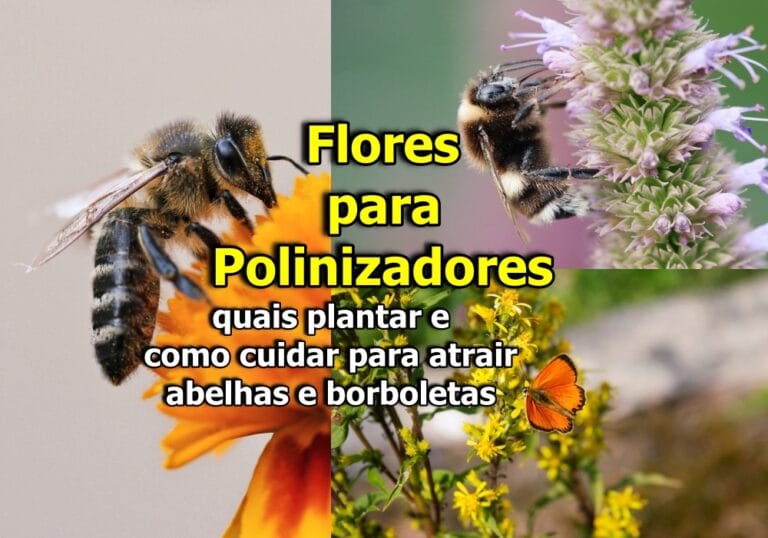 Flores para polinizadores: quais plantar e como cuidar para atrair abelhas e borboletas