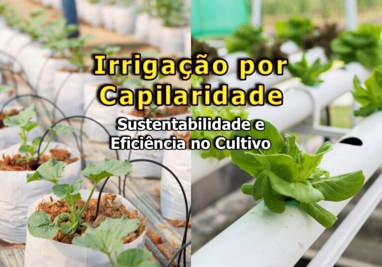 Irrigação por Capilaridade