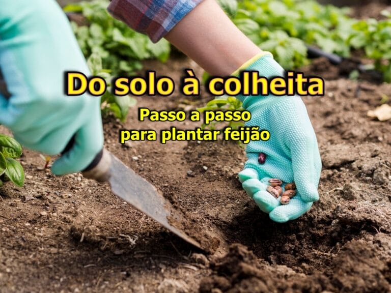 Como Plantar Feijão: solo, irrigação e colheita