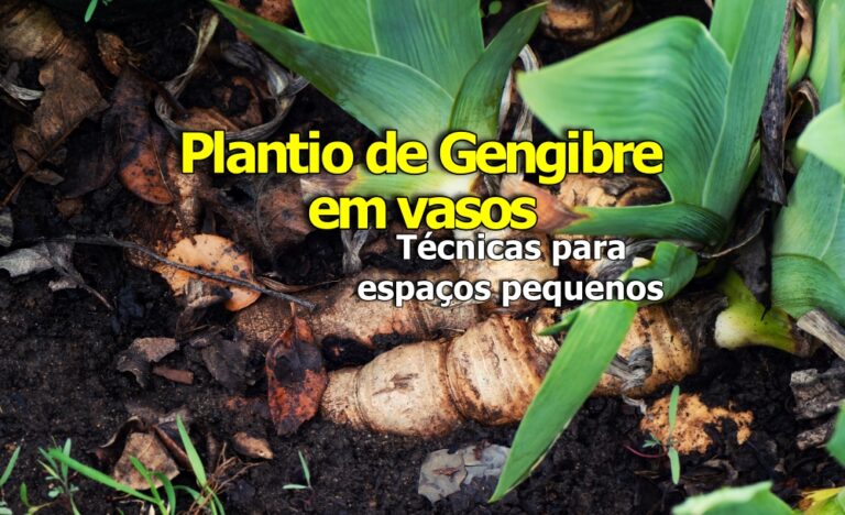Como plantar gengibre