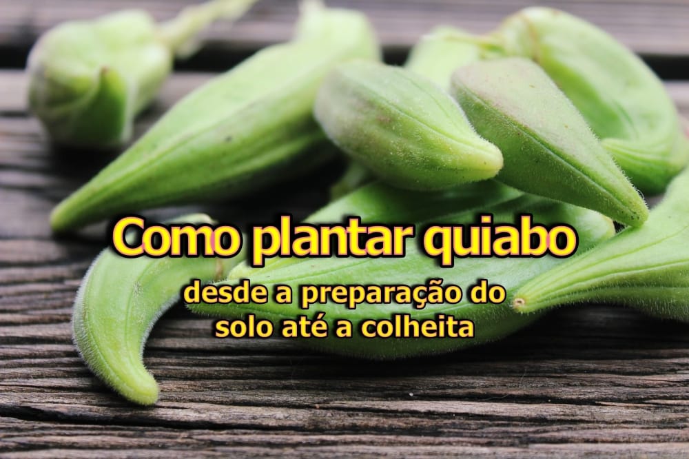 Como plantar Quiabo em casa: solo, preparação e irrigação