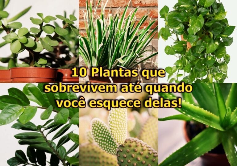 Plantas fáceis de cuidar e sobrevivem mesmo no esquecimento