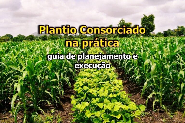 Plantio Consorciado