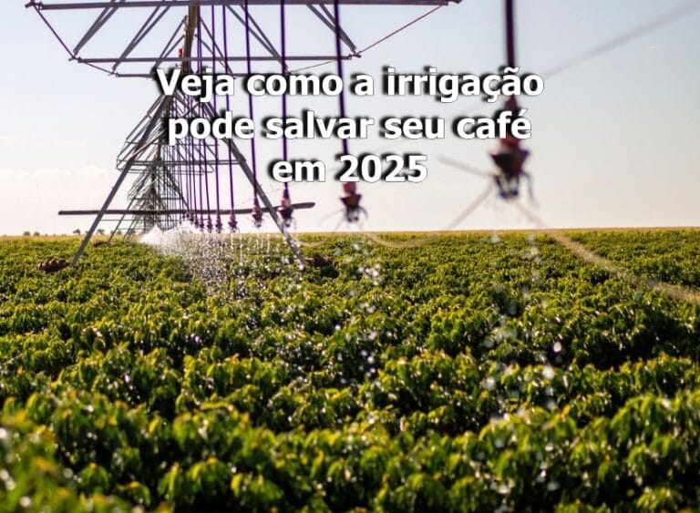Chuva Insuficiente na Cafeicultura