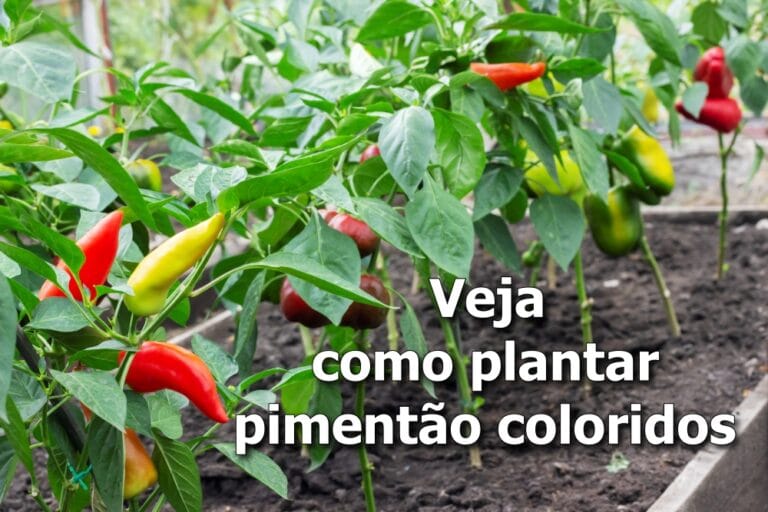 Como plantar pimentão