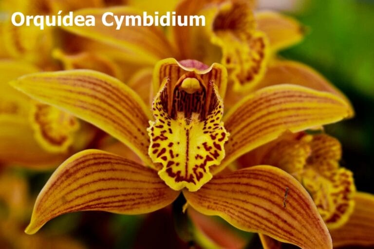 Cymbidium