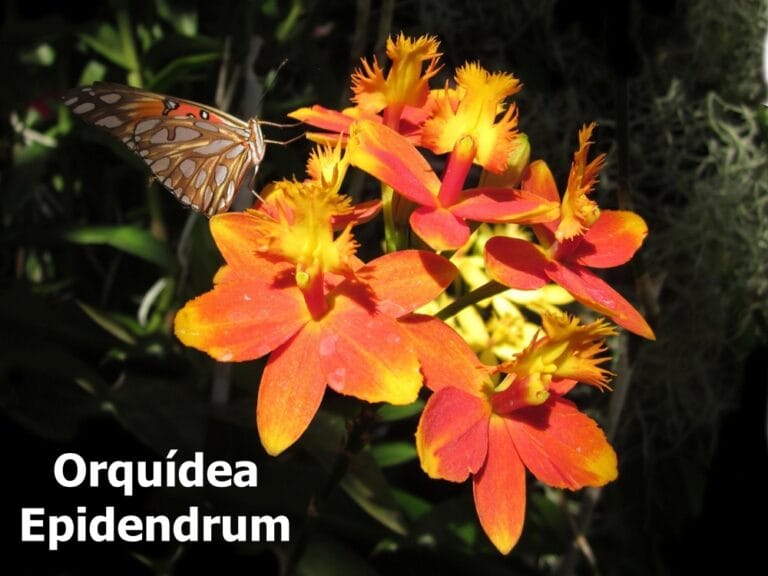 Orquídea Epidendrum