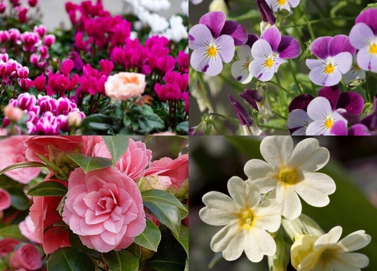 Flores Que Florescem Até no Frio