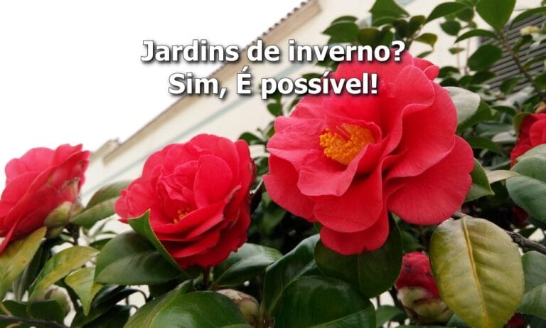 Flores Resistentes ao Frio
