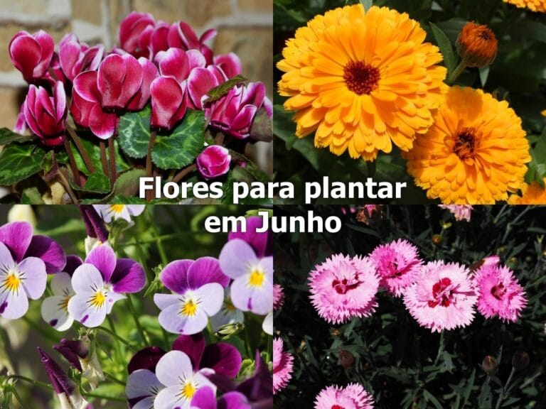 Flores para plantar em Junho