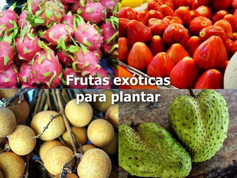 Frutas exóticas para plantar