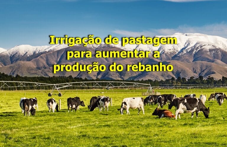 Irrigação de Pastagem para Aumentar a Produção do Rebanho