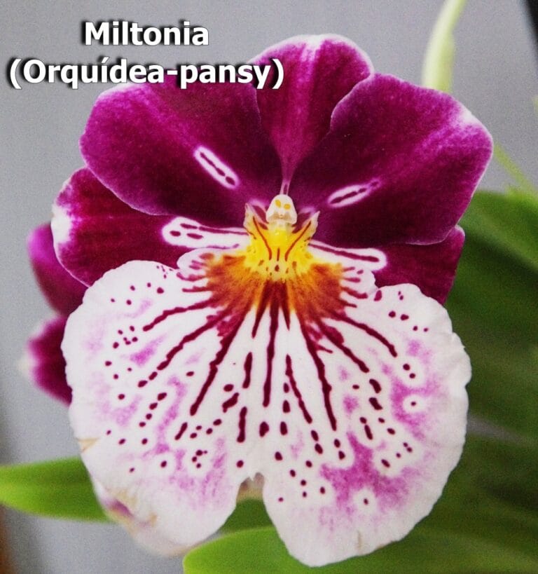 Miltonia (Orquídea-pansy)