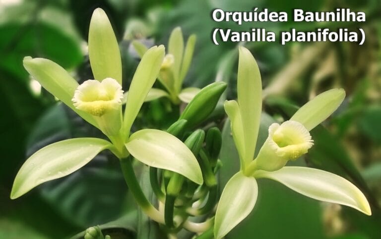 Orquídea Baunilha (Vanilla planifolia)