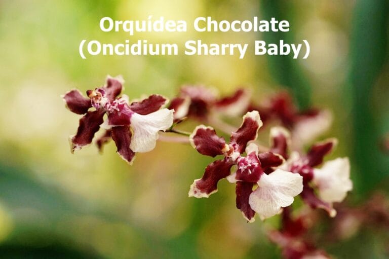 Orquídea Chocolate (Oncidium Sharry Baby)
